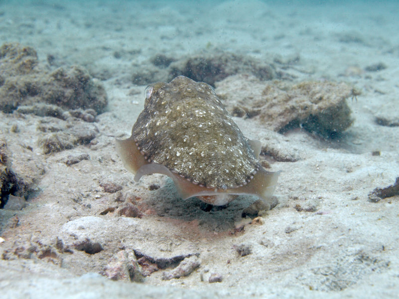 Squid